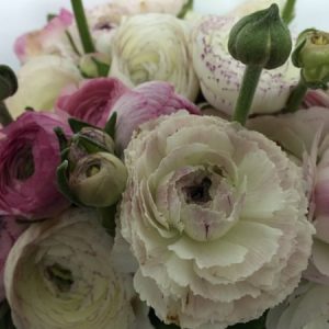Ranunculus